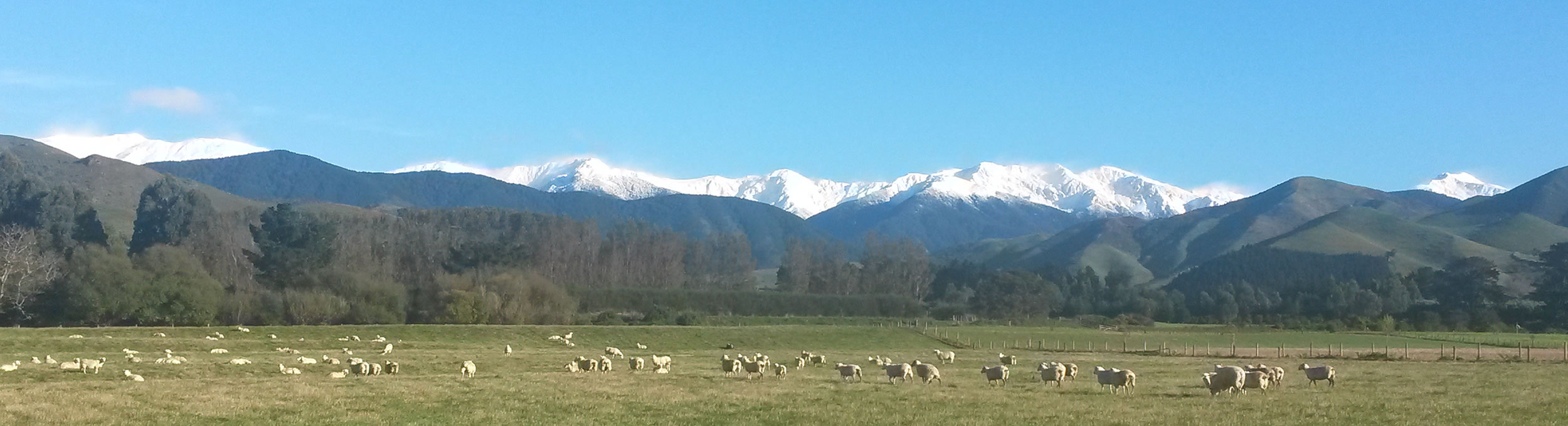 View of Tararua ranges and sheep on Talla sheep dairy farm