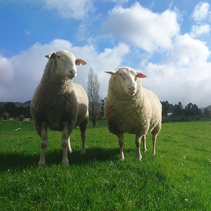 Two sheep dairy rams