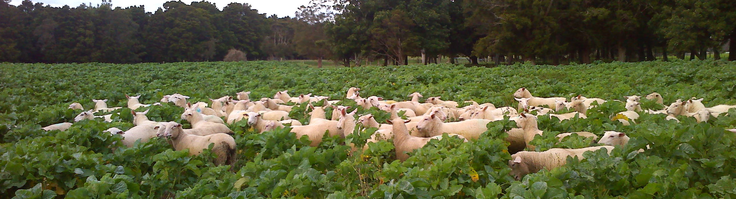 sheep dairy hoggets on crop