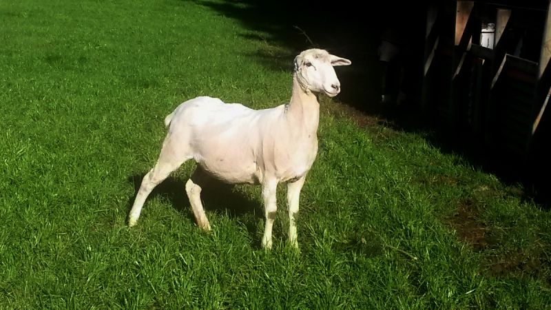 Sheep dairy ewe